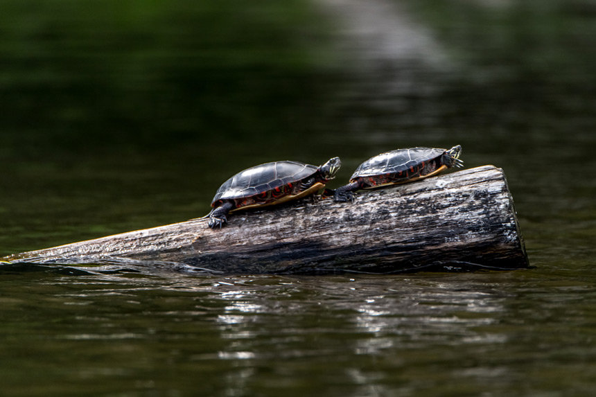 Kayak au parc de la Rivire-des-Mille-Iles  Andr Chevrier